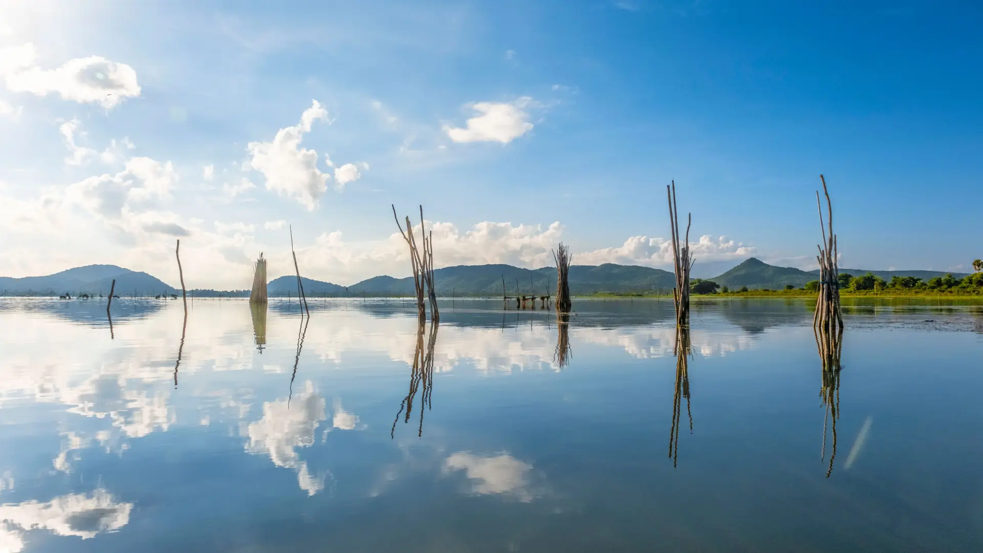 Bare trees standing in the still water of Chilika lake, Odisha